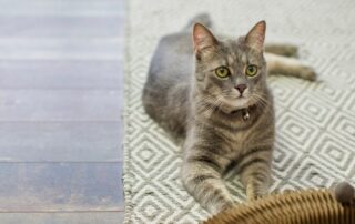 Gray cat lying on a patterned rug, offering solutions on how to stop your cat from pulling up carpet and protecting your flooring from damage.