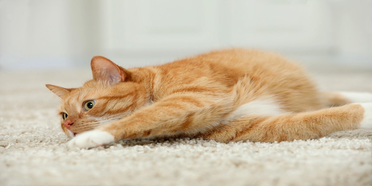 In Home Flooring shows how to Stop Your Cats From Scratching Your Carpets with a calm tabby on soft carpet, highlighting pet habits and floor care.